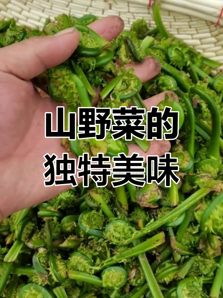 纯天然山野菜,黄瓜香与刺嫩芽的完美搭配