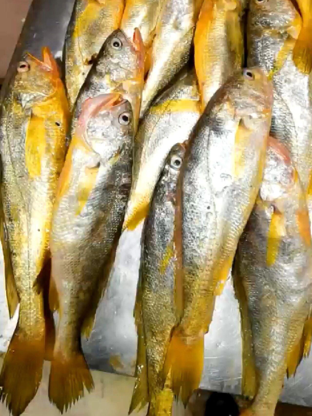 野生黄鱼|黄鱼是属于海水鱼还是淡水鱼