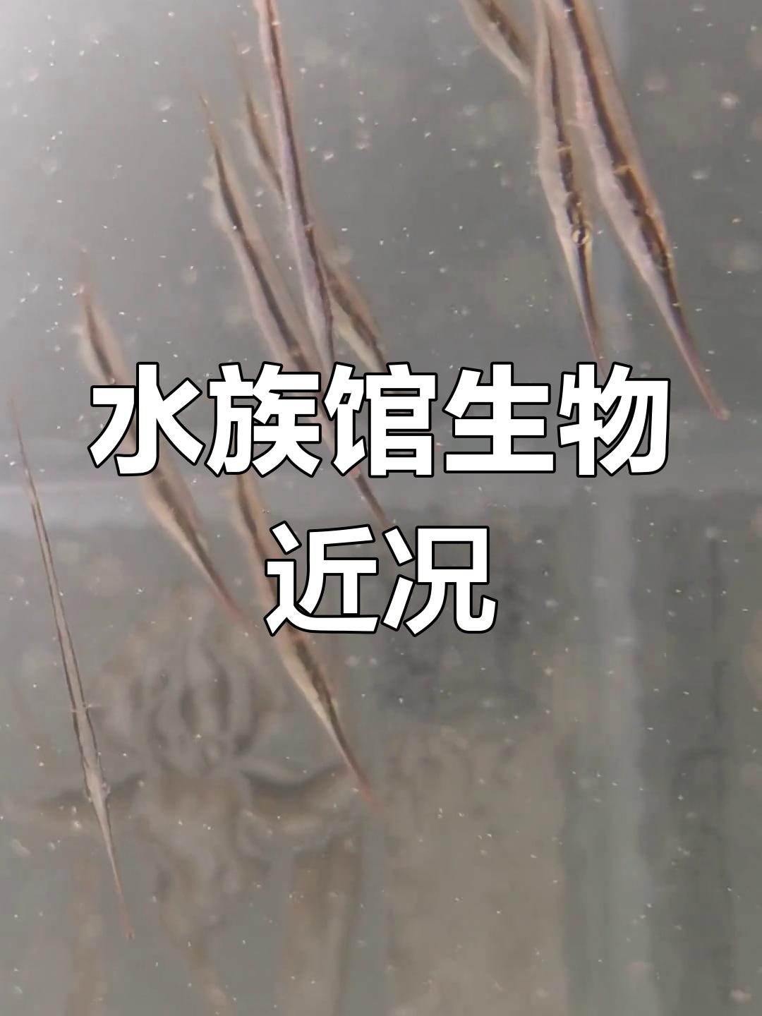 灯塔水母、蓝环章鱼宝宝与刀片鱼的日常,蟹坚强也来亮相