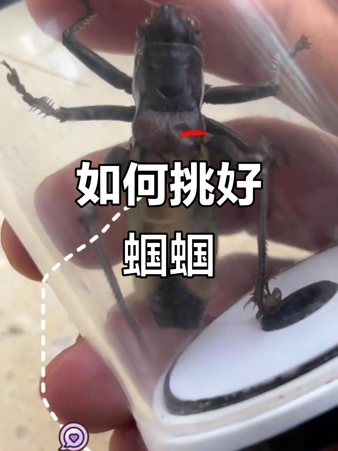 挑选蝈蝈的三大要点,学会这些让你轻松选对!