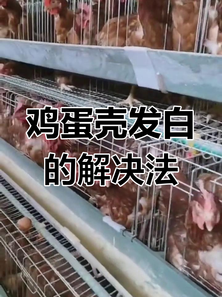 蛋鸡掉蛋壳变白的原因及应对措施