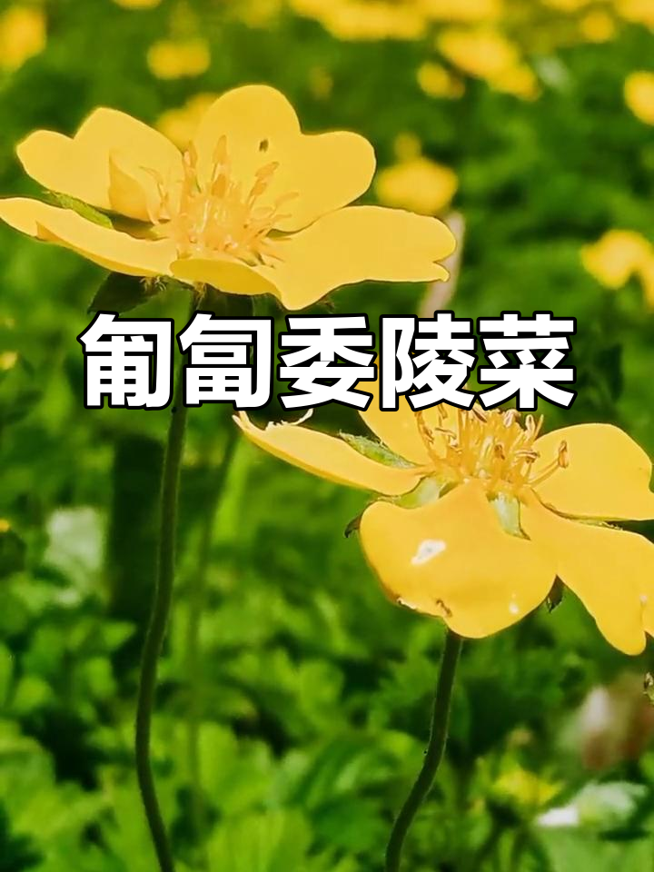 绢毛匍匐委陵菜:多年生草本植物,根多分枝