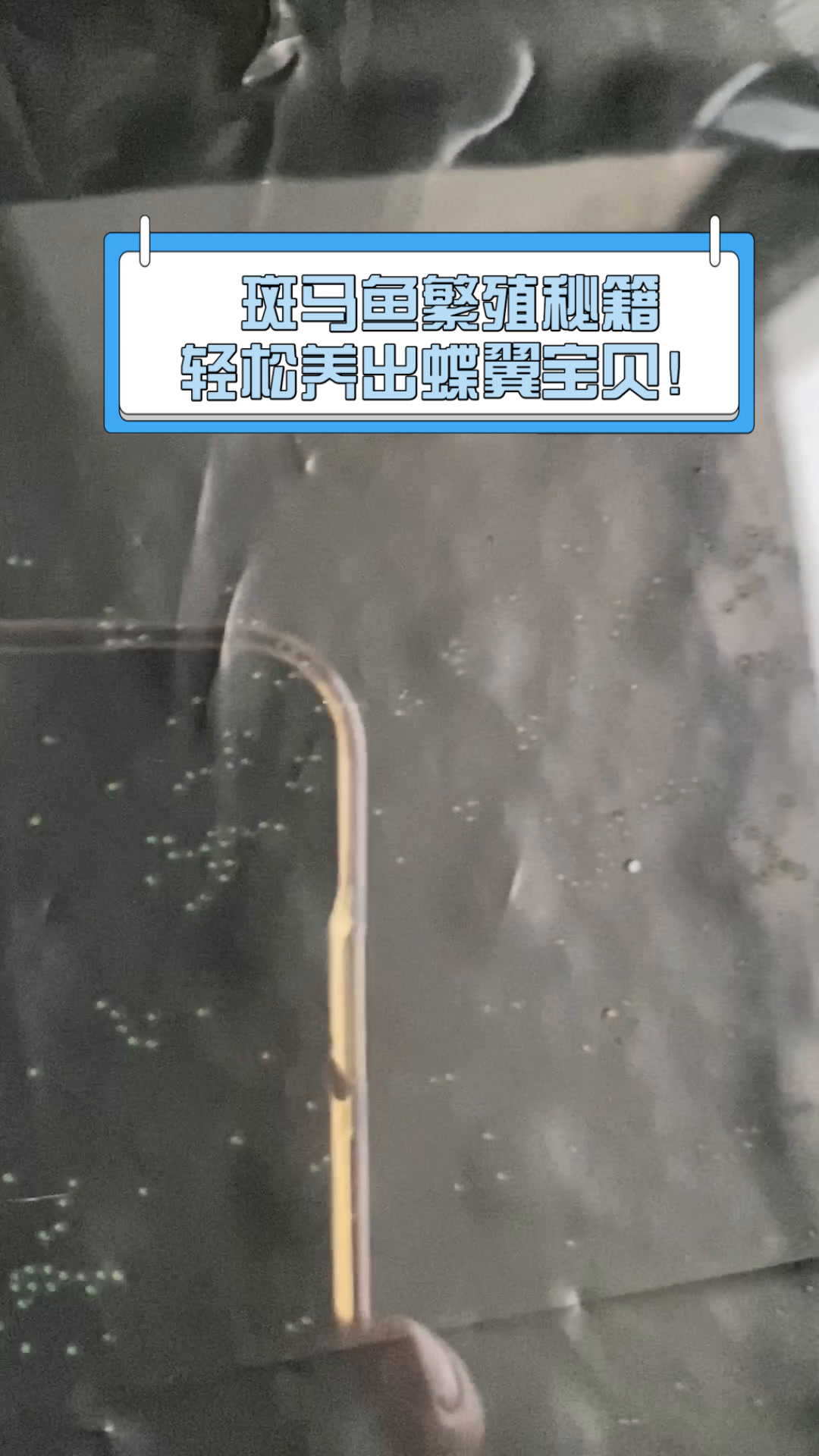 斑马鱼繁殖秘籍,轻松养出蝶翼宝贝!