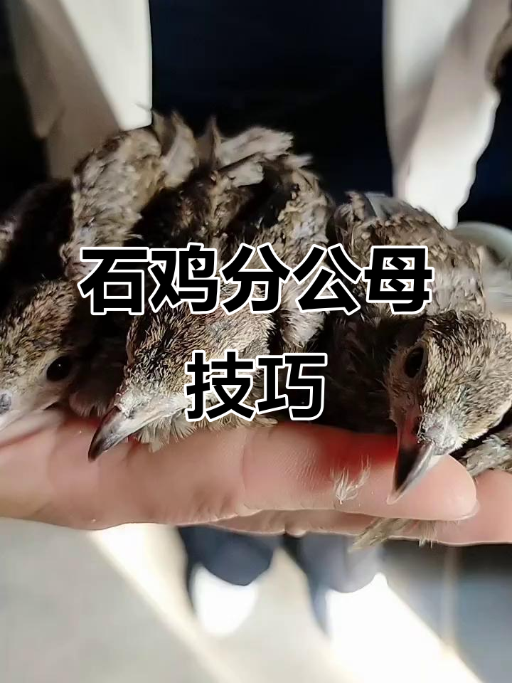 小石鸡公母分辨,看嘴就能轻松辨别