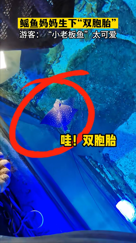 鳐鱼妈妈生下双胞胎,带孩子吃大连海鲜