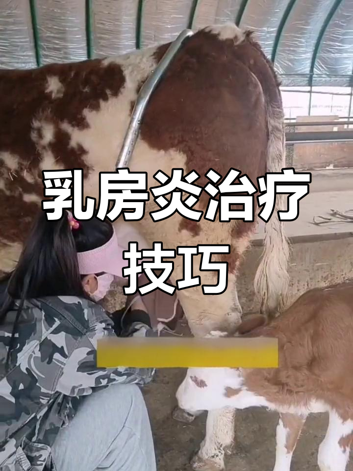 母牛乳房炎治疗方法全攻略