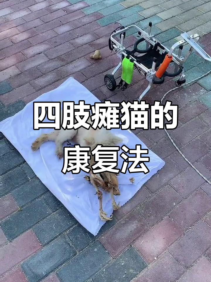猫咪四肢瘫痪,用鸡胸脯肉锻炼恢复