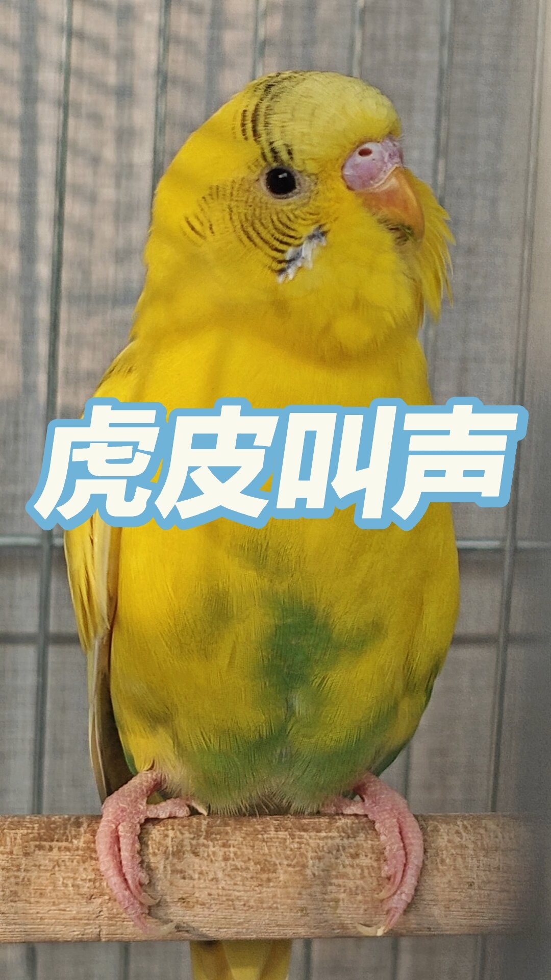 虎皮鹦鹉叫声