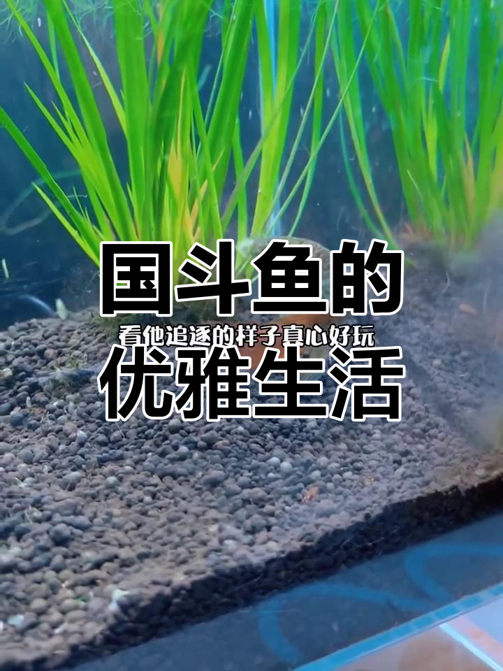 国斗鱼自然造景,不加温不缺氧,轻松观赏它的优雅姿态