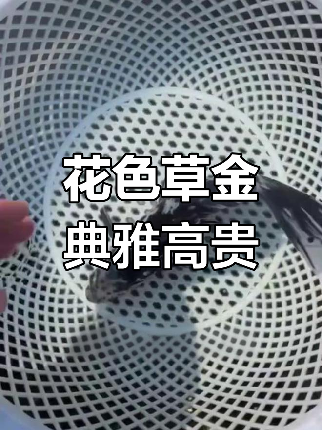 草金鱼中的高颜值品种,深蓝、橙红交织如山水画