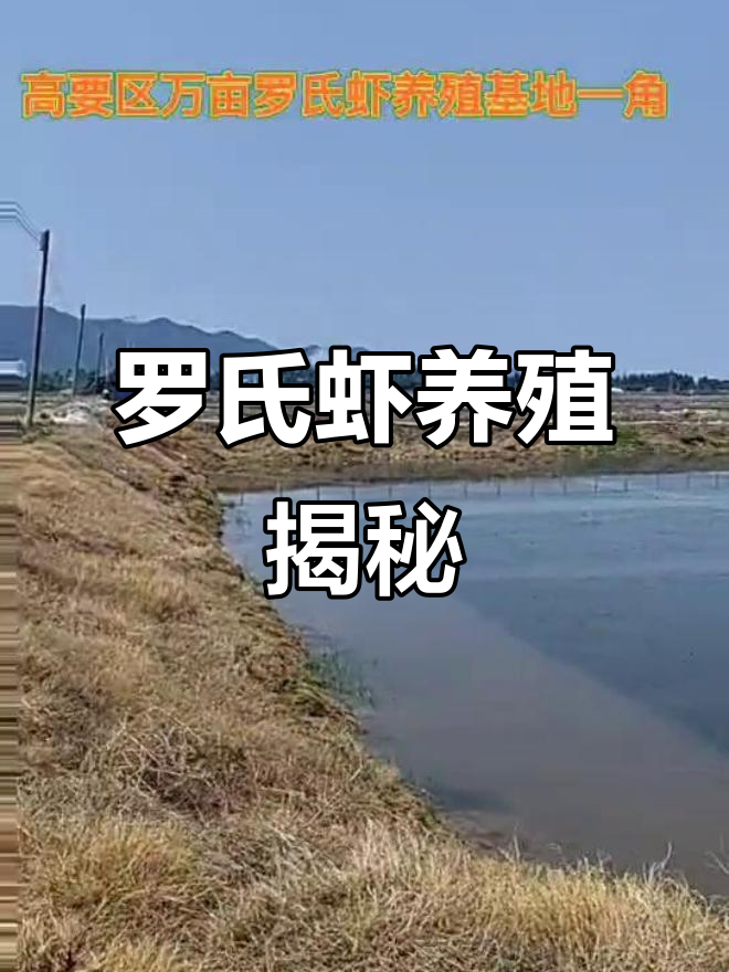 探秘肇庆罗氏虾养殖基地,新鲜美味尽享!