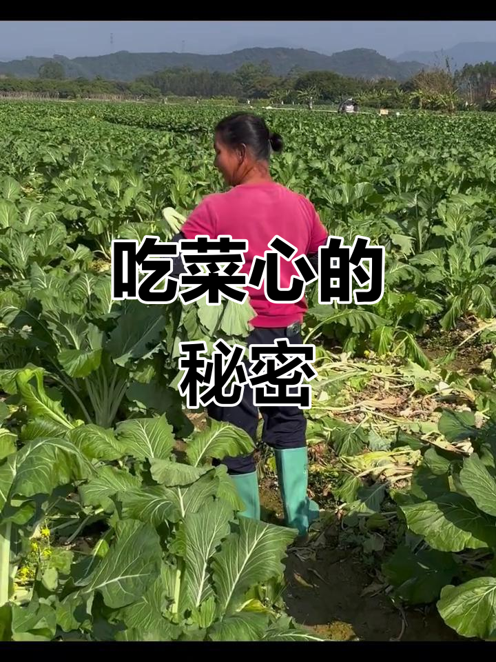 冬季蔬菜之王,吃菜心大揭秘