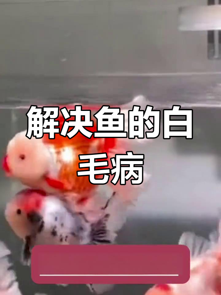 鱼身上长白点?教你轻松解决水霉菌问题