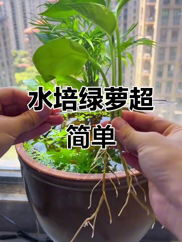 鱼缸边水培绿萝,简单又美观的技巧