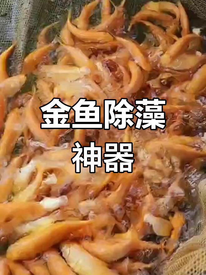 赤目黄金鲩,快速生长,清除藻类,是水族箱的得力助手