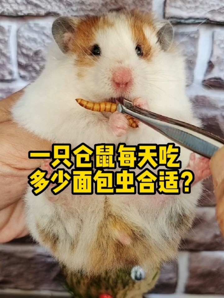 一只仓鼠每天吃多少面包虫合适?