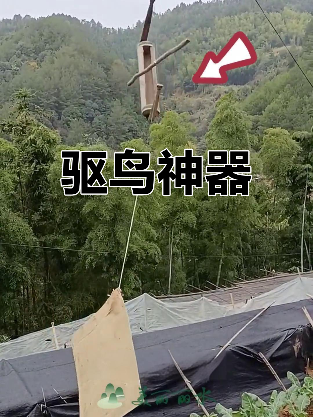 村民巧用土法防鸟,24小时守护菜地