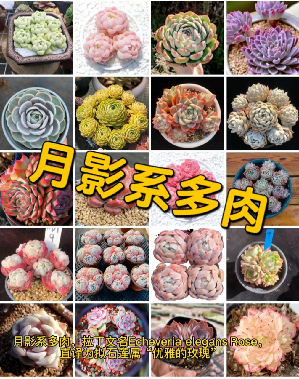 月影系多肉,俘获众多少女心