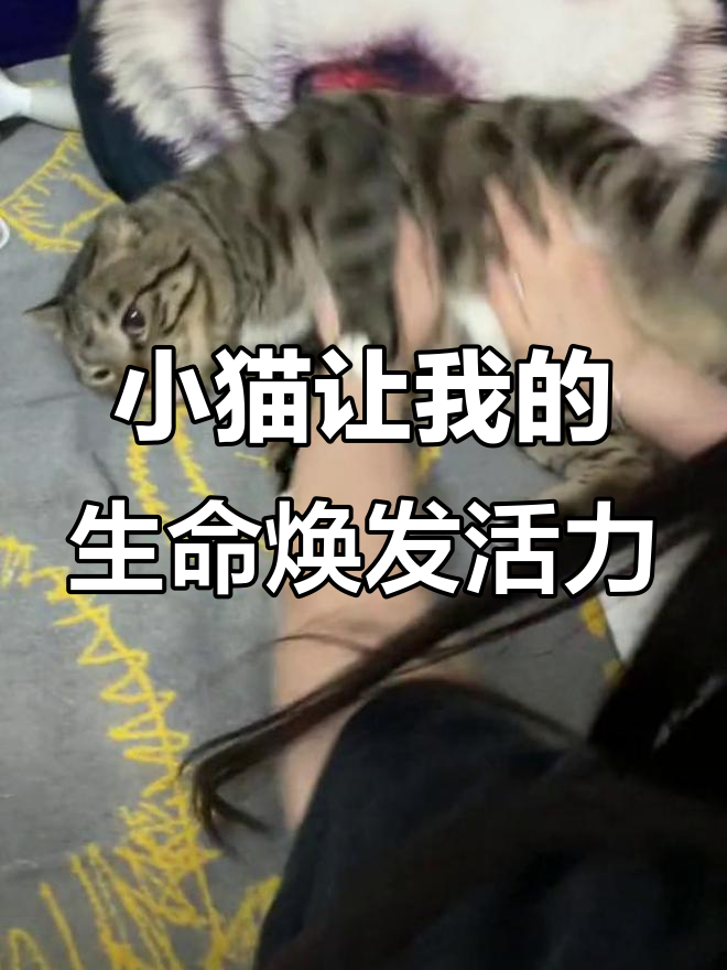 没有小猫咪,生活就像行尸走肉一样无趣