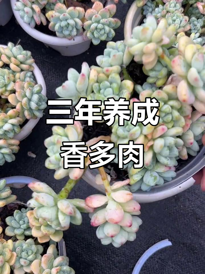 三年养护,多肉变罗琦,香气扑鼻!