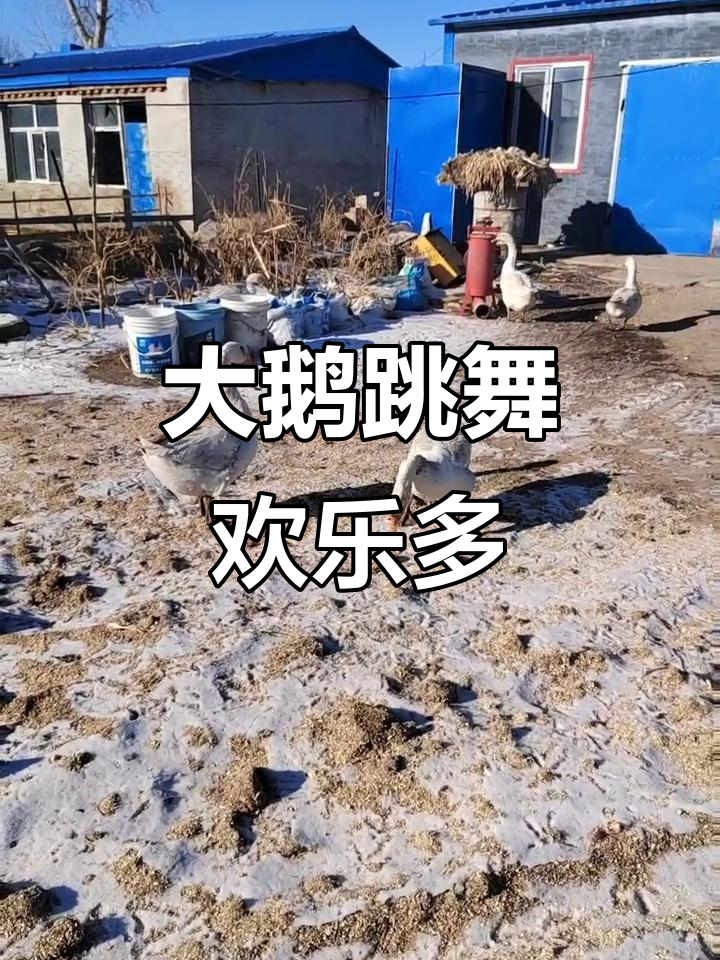 大鹅爱听舞曲,现场实拍萌态十足