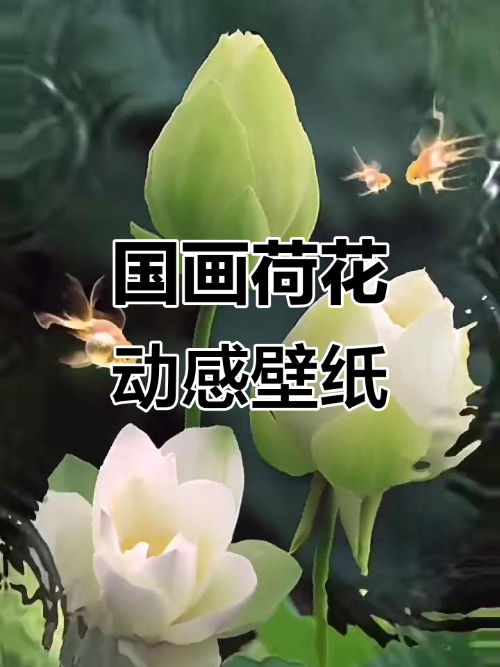 荷花国画动态壁纸,感受莲花之美