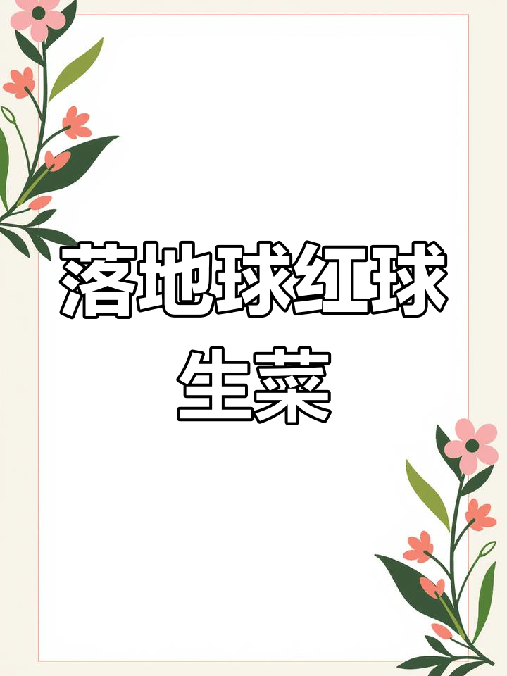 红球生菜:轻食沙拉必备,口感超赞