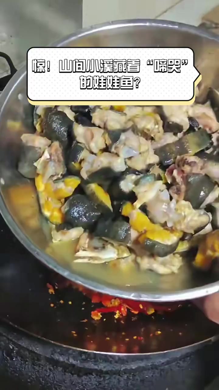 惊!山间小溪藏着“啼哭”的娃娃鱼?