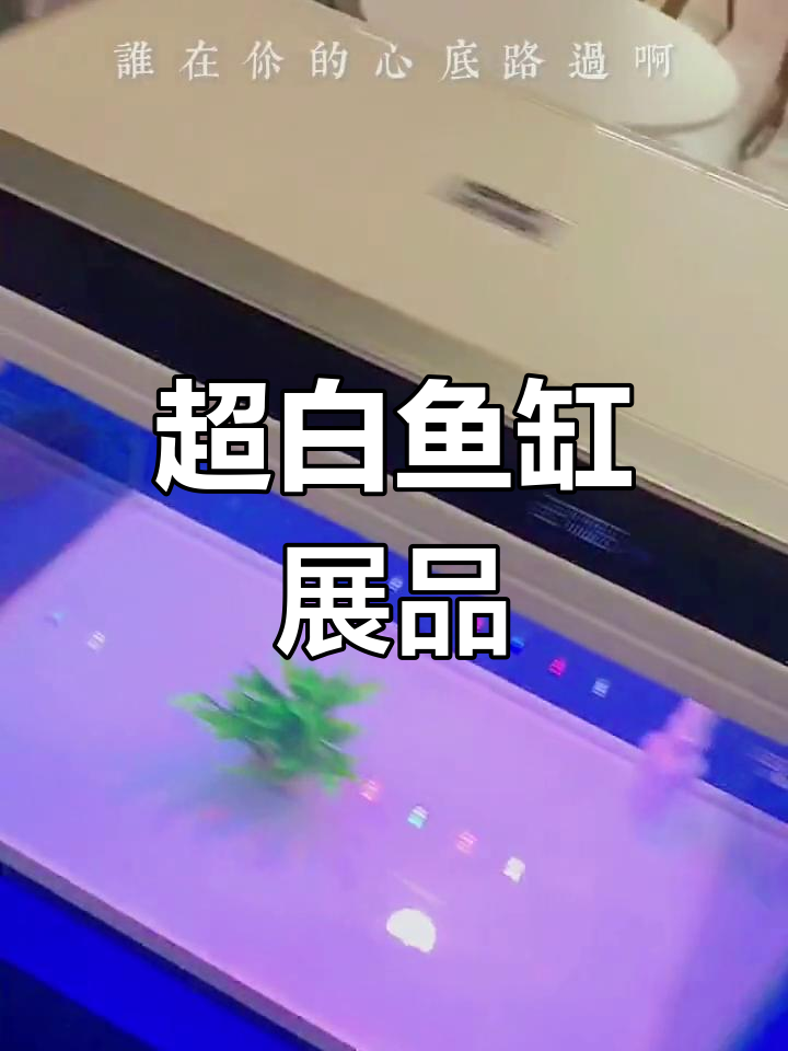 海星展示超白玻璃桌面小鱼缸,精致又实用