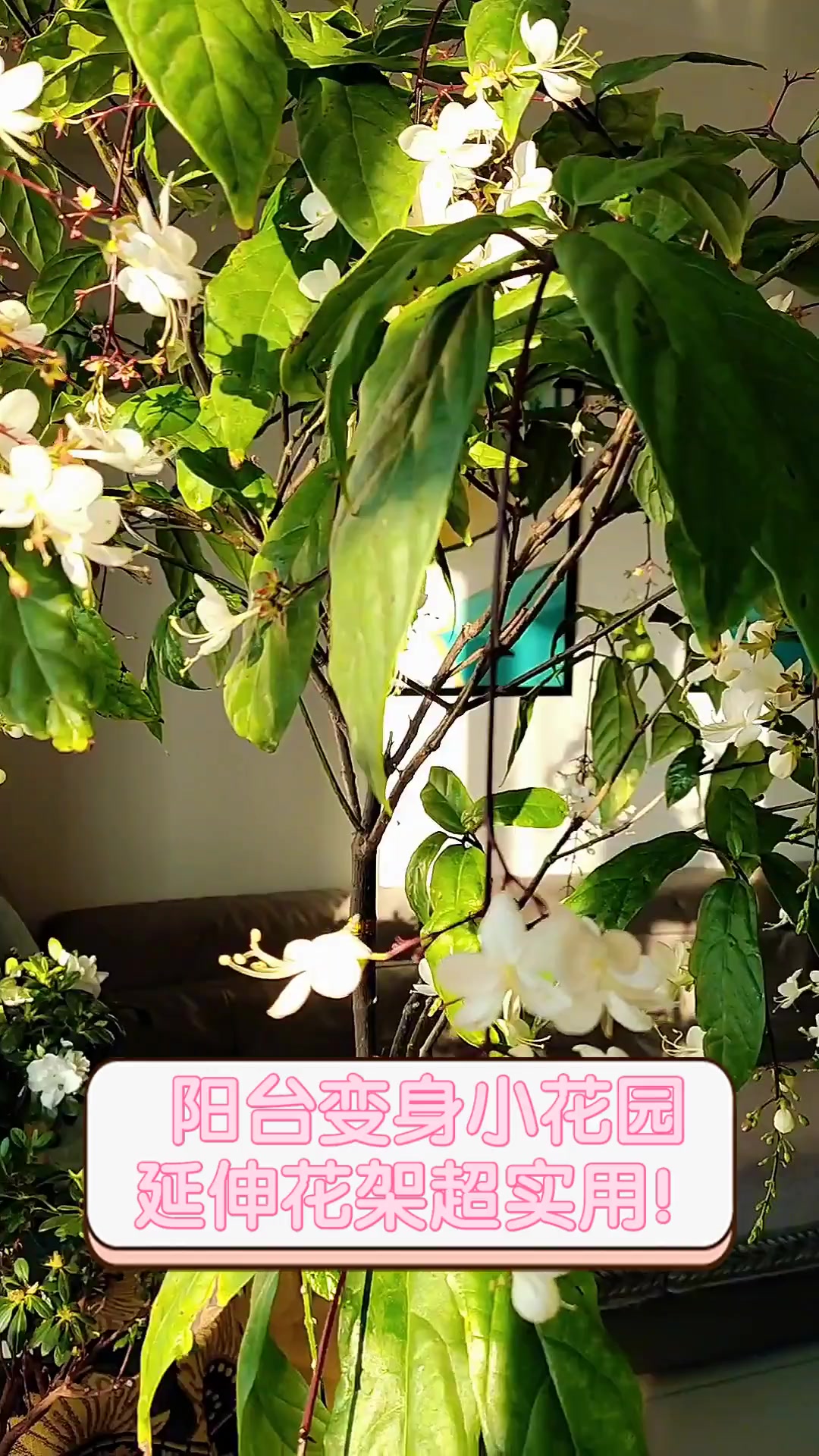 阳台变身小花园,延伸花架超实用!