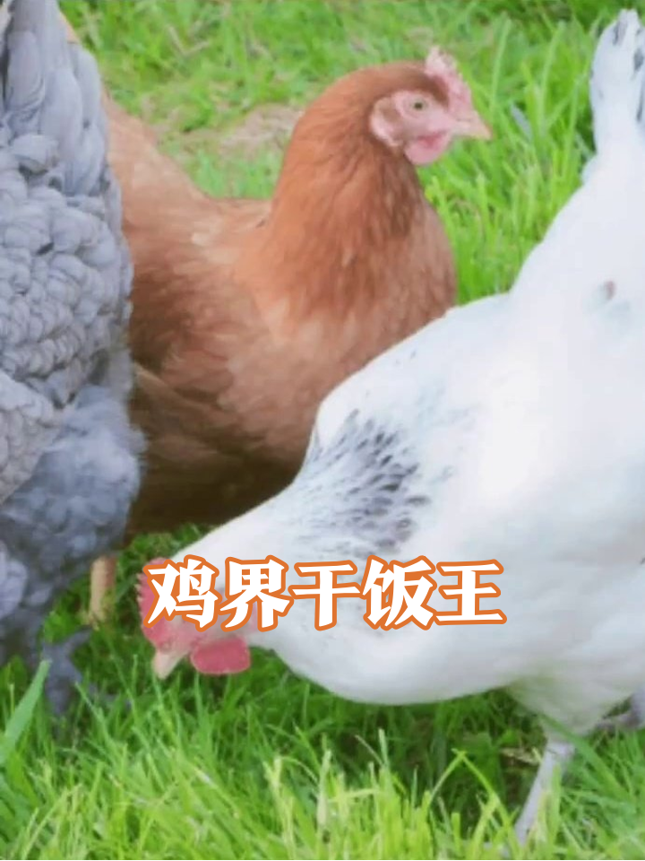 三只鸡的草坪日常:白鸡狂干饭,灰鸡急红眼,棕鸡当观众