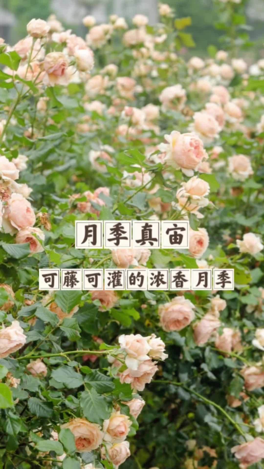 又可以做藤本,也可以做灌木的浓香型月季“真宙”,花朵还是重瓣的包子形哦。月季品种 月季真宙