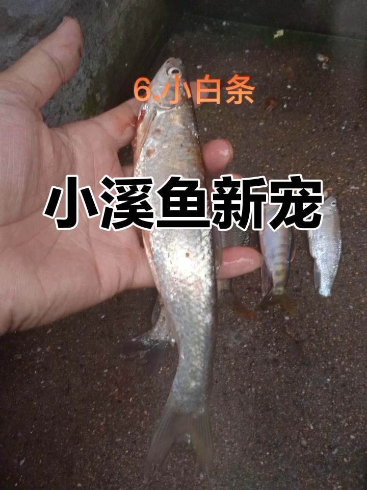 钓了几斤小溪鱼,吴家鯝鱼的魅力不再