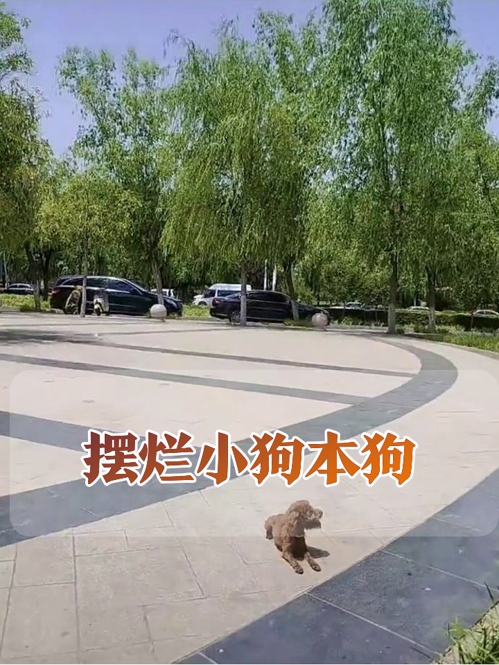 公园惊现“摸鱼小狗”,躺平姿势像极了不想上班的我