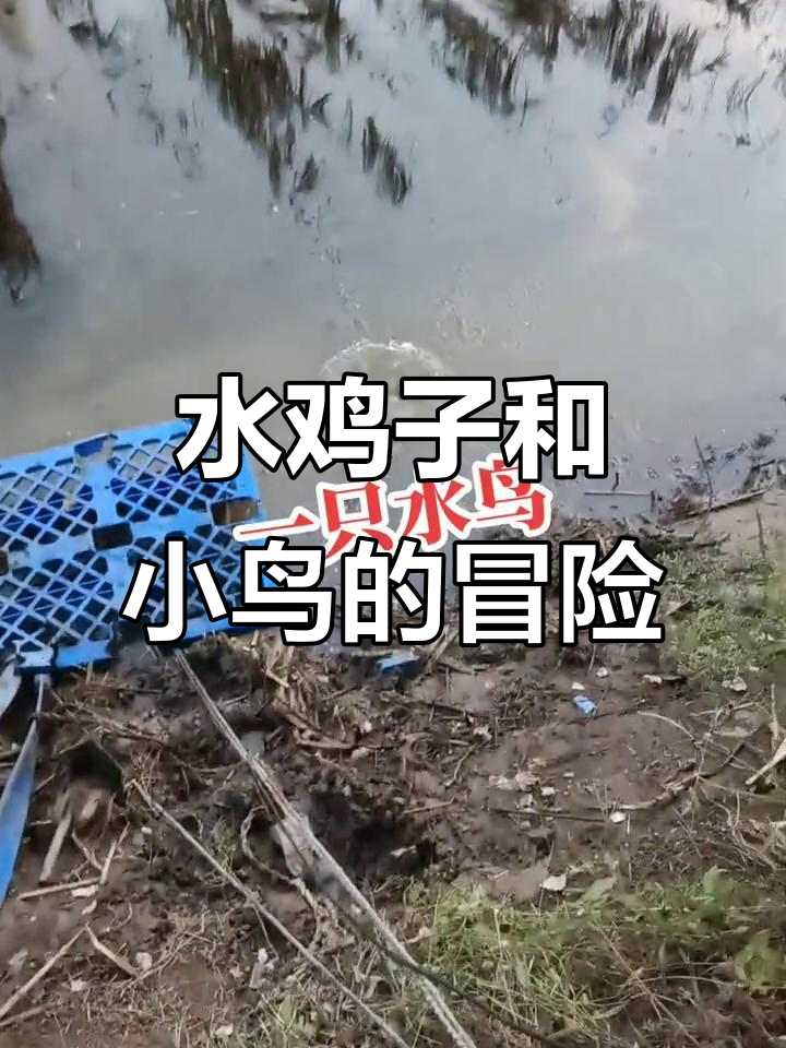 东北水鸡子大作战,小鸟嘟嘟飞起!