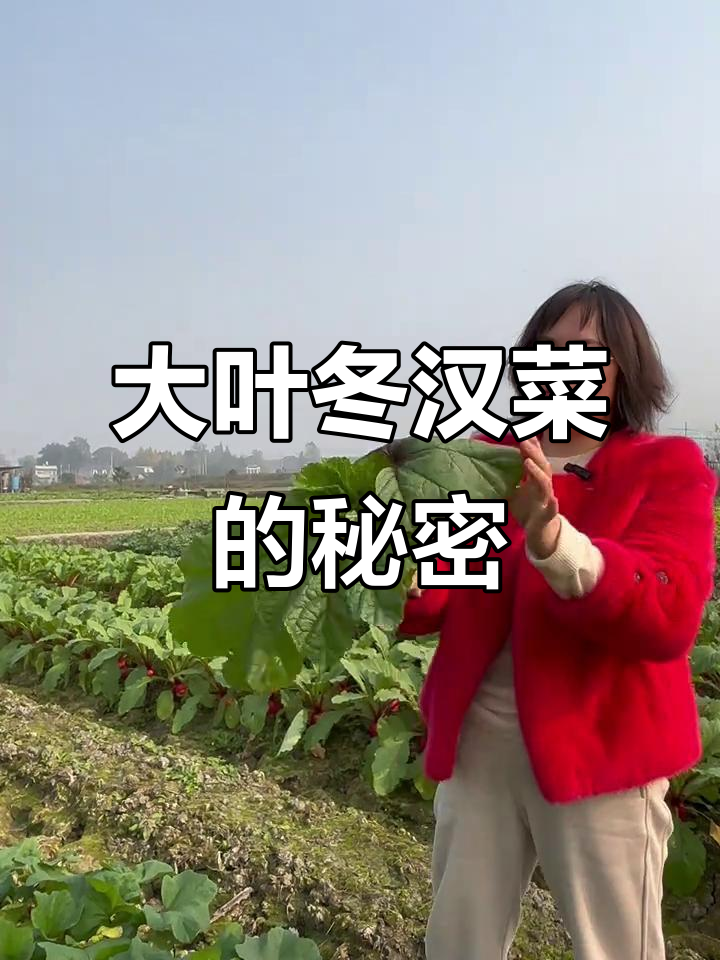四川金美地种业:冬汉菜叶片大如脸,口感丝滑美味
