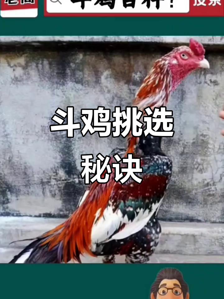 选斗鸡有诀窍,鳞片不是唯一标准