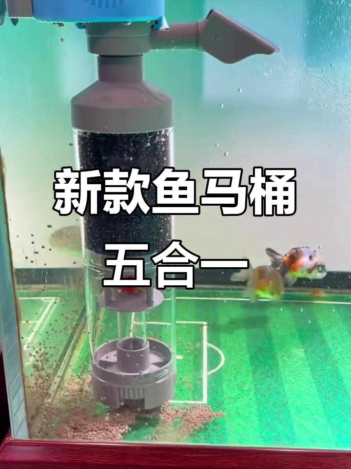 鱼马桶五大功能,过滤、增氧、吸便全搞定