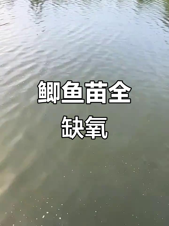 鲫鱼养殖场满塘都是,增氧片应激反应大揭秘