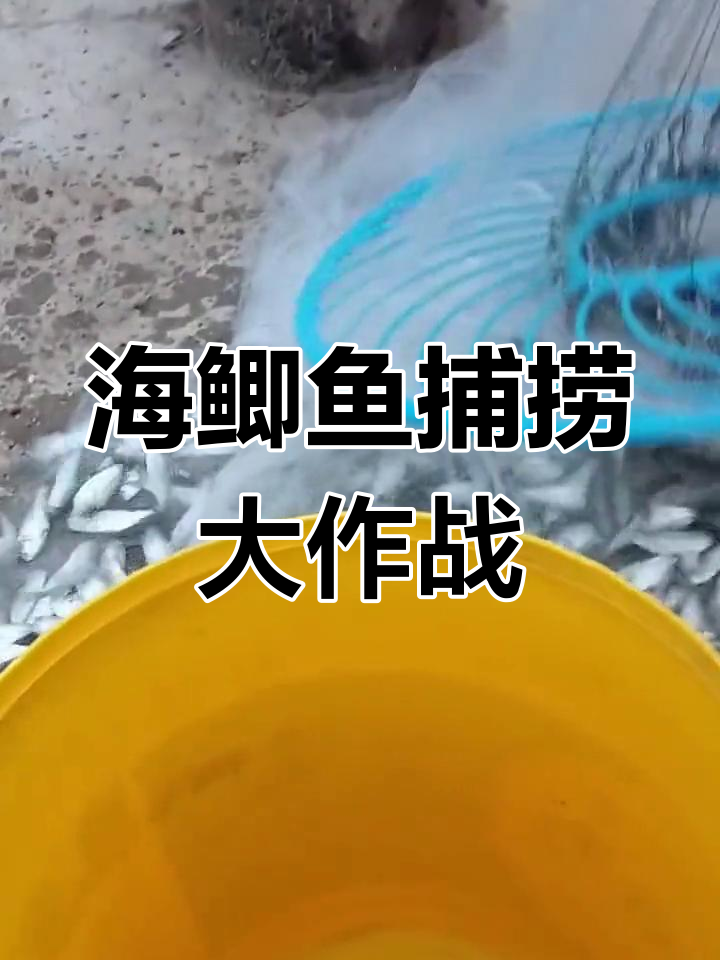 纯野生海鲫鱼爆网,钓鱼高手挑战极限