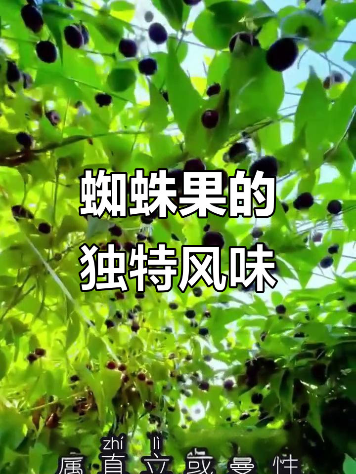 蜘蛛果:云贵川常见野果,口感酸甜多变