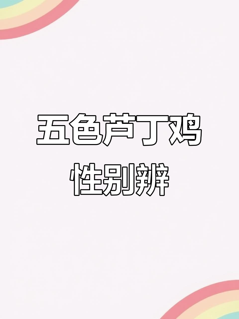 芦丁鸡五色与礼服派特,轻松辨别公母!