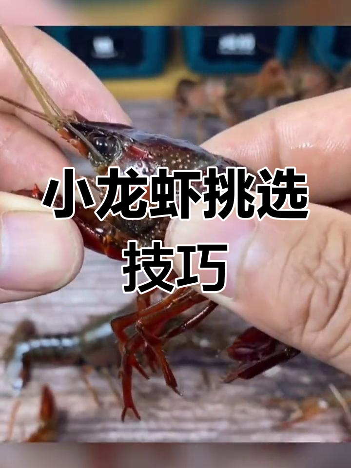 如何挑选小龙虾?大红虾与青虾的肉质差异揭秘