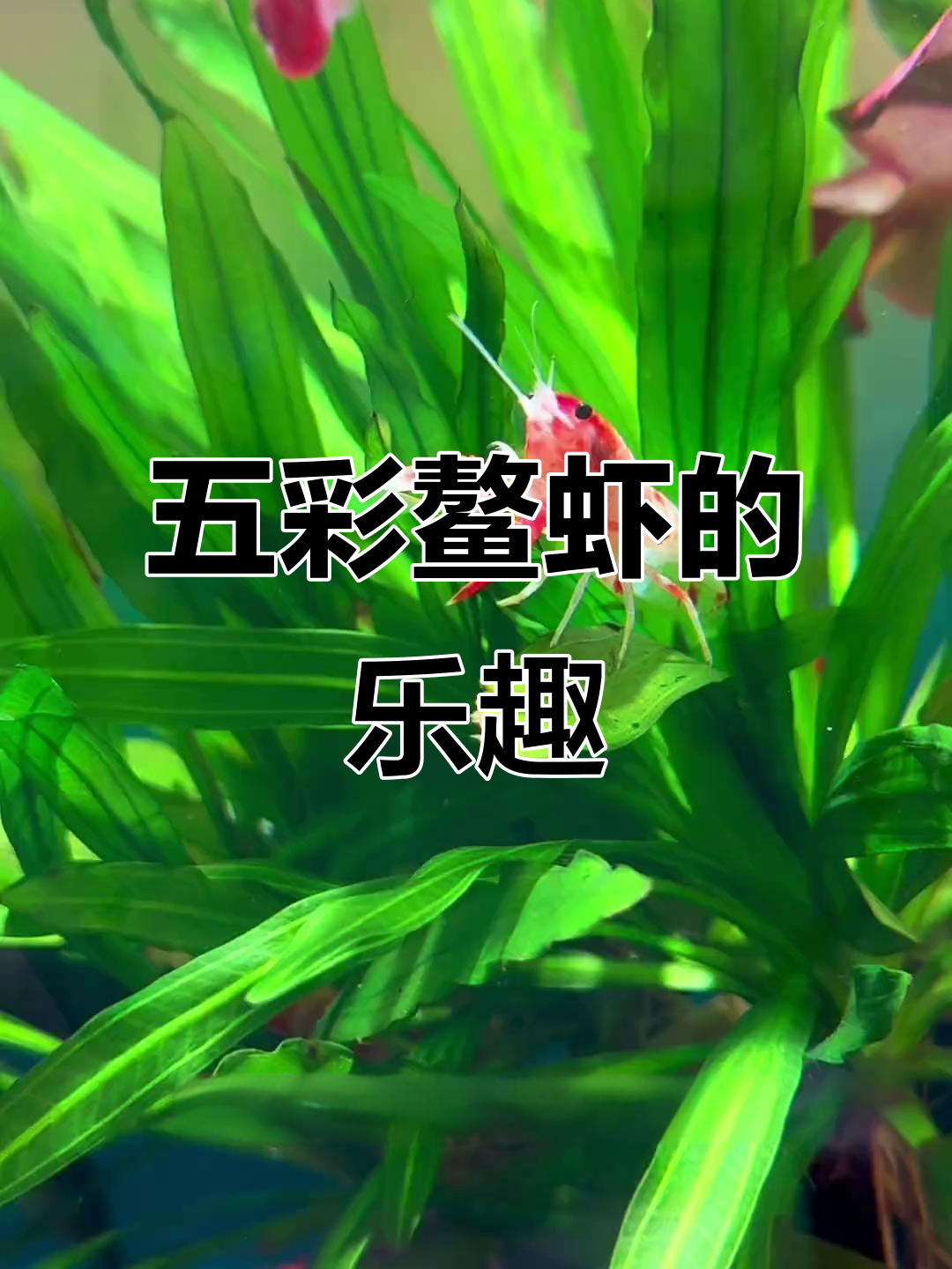 鱼缸里养五彩鳌虾,既清洁又美观,超有趣!