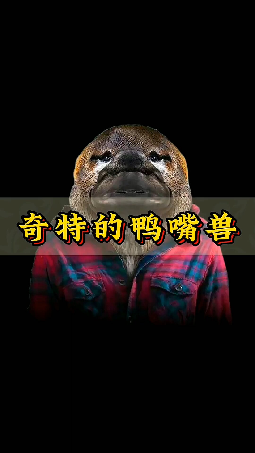 奇特的鸭嘴兽