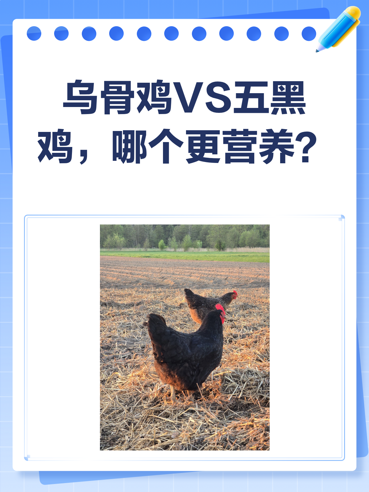 乌骨鸡VS五黑鸡,营养大战谁更胜一筹?