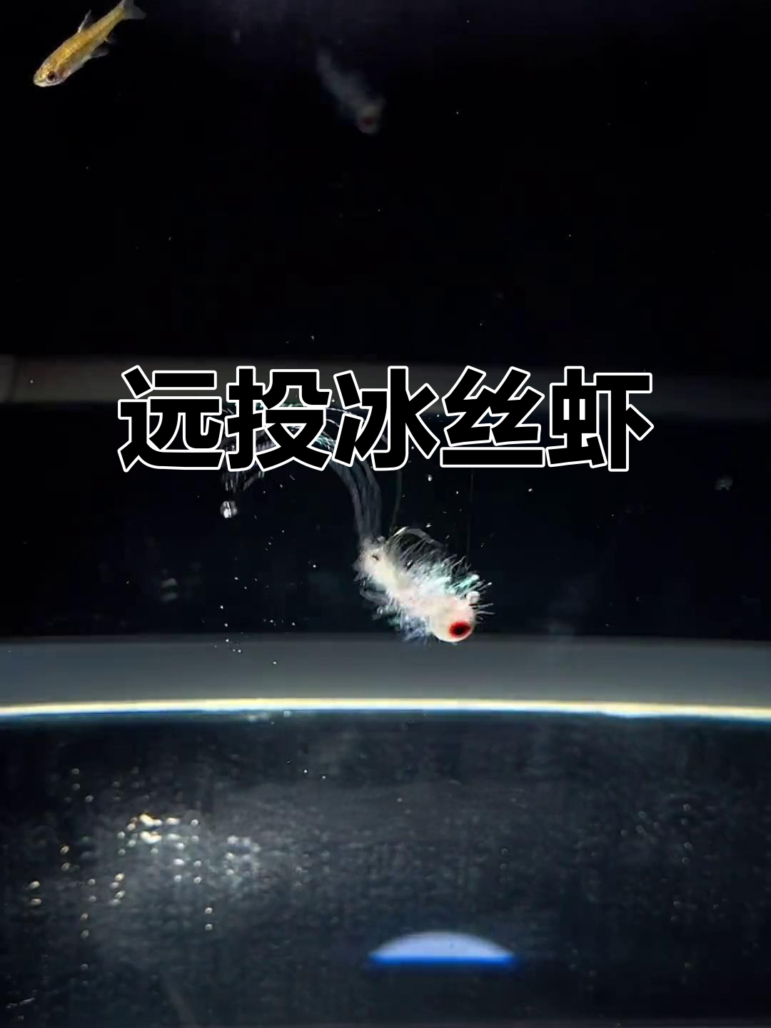 远投冰丝虾,轻松捕获翘嘴与海鲶,炫彩设计吸引力十足