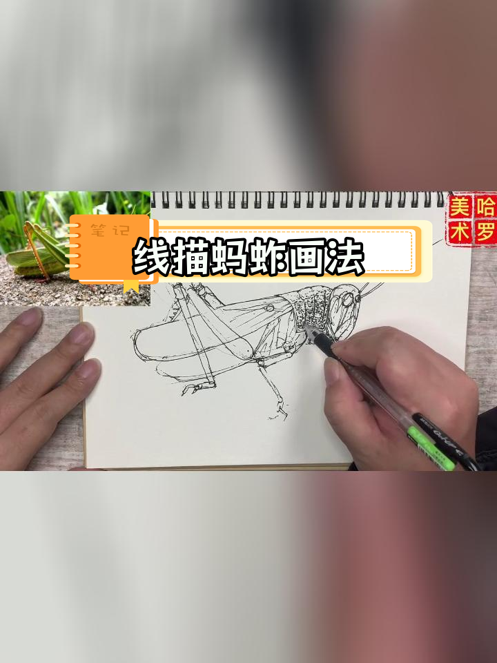 蚂蚱线描写生技巧解析