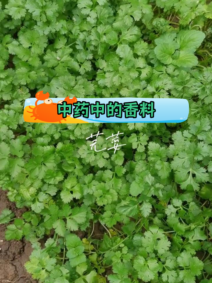 芫荽的药用功效与应用