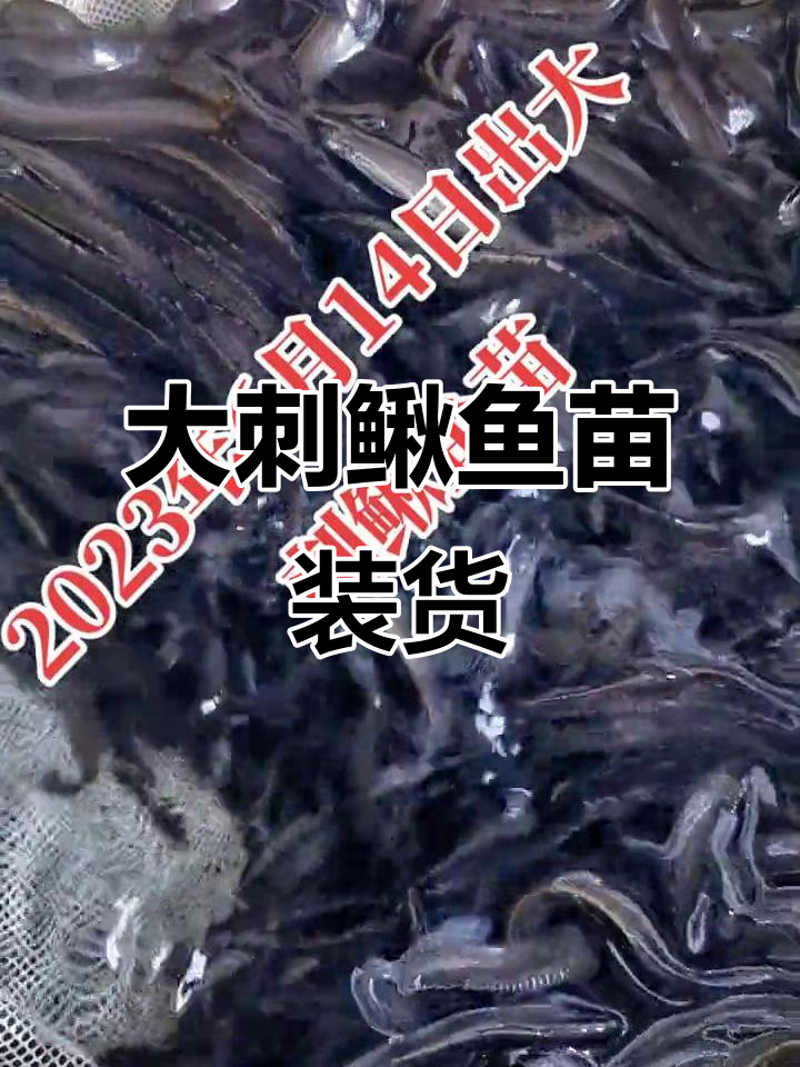 六月十四日,大刺鳅鱼苗健康打包准备发货